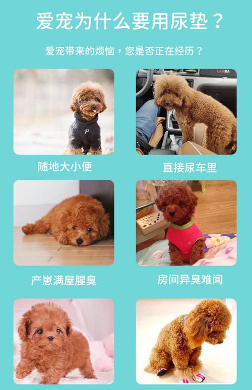 狗尿垫多久换一次