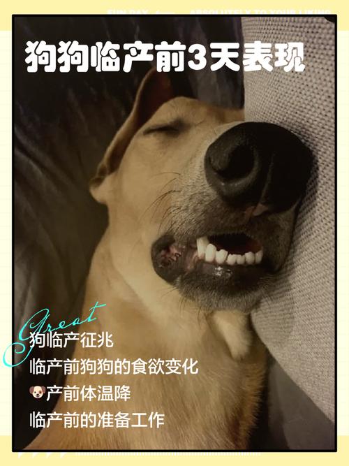 狗狗临产前的表现