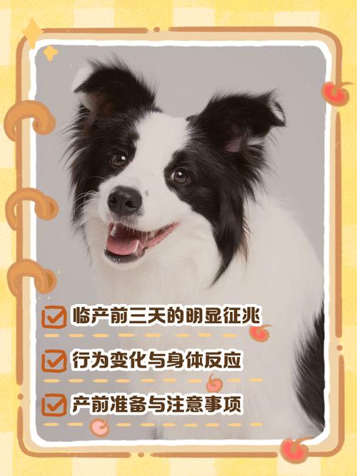 狗狗临产前会有什么症状,要准备什么吗?