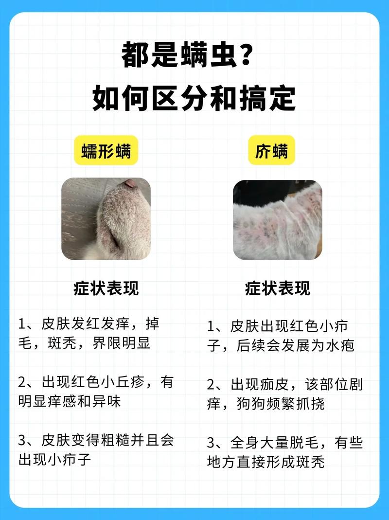 犬真菌和螨虫的区别,如何判断狗狗得的是真菌还是螨虫?
