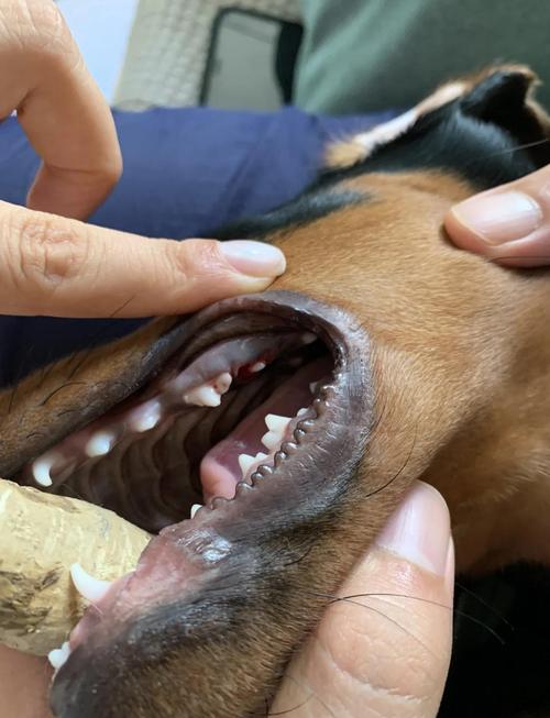 五个月狗狗掉牙