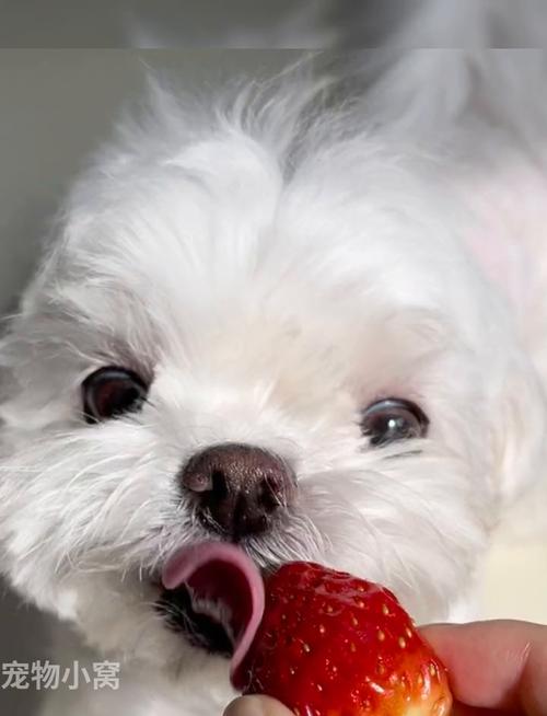 泰迪狗狗可以吃草莓吗
