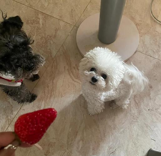 泰迪狗狗可不可以吃草莓