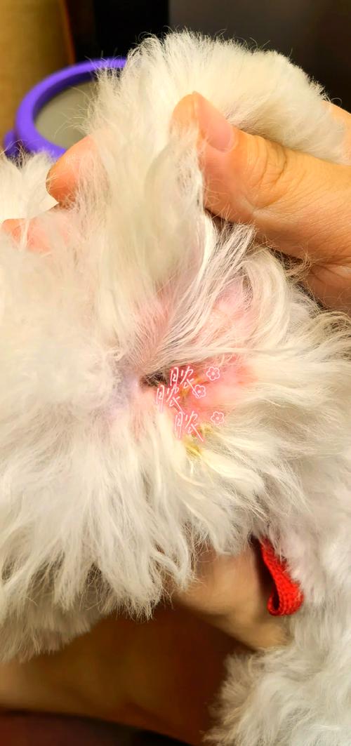 狗狗耳朵后面掉了一大片毛流黄水了怎么办