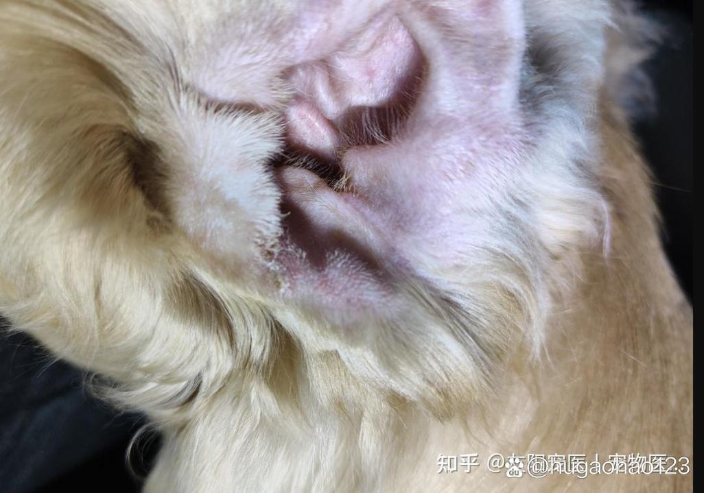 狗狗耳朵里边往外流黄水杂治疗呀?