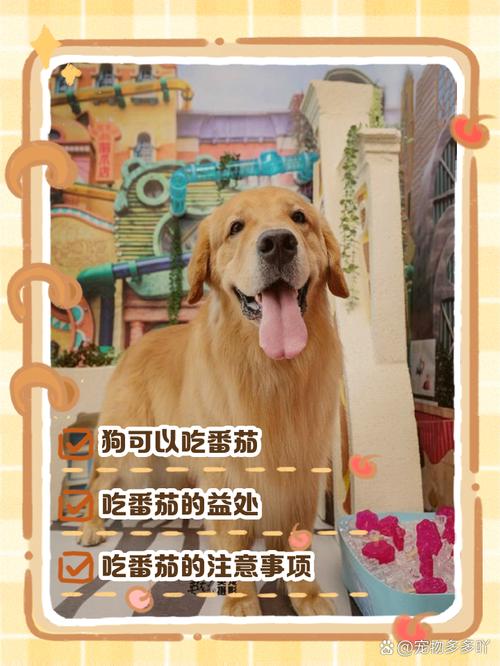 狗狗吃了整个圣女果该怎么办