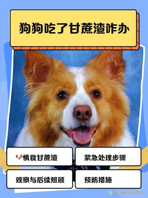 为什么狗狗吃了甘蔗就吐了?
