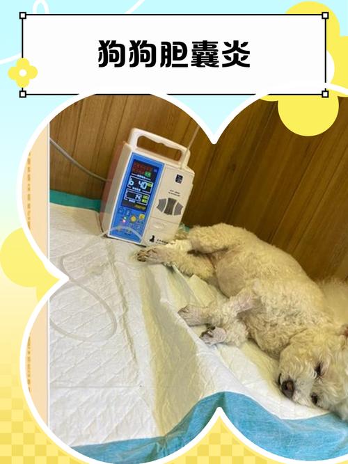 狗狗胆囊炎的症状是怎样的,要怎么治疗