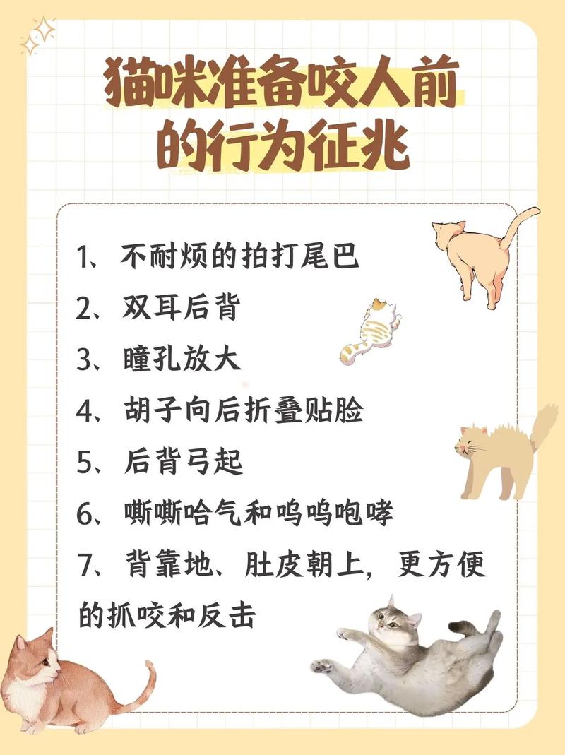 1分钟看懂猫咪咬人原因&解法