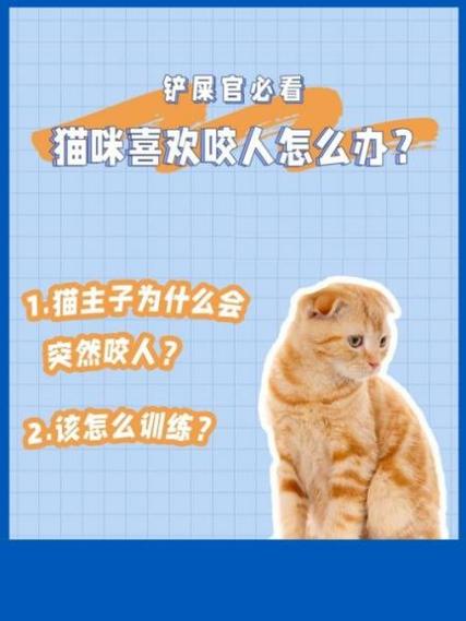 训猫手册,猫咪这些行为再不纠正就晚了!
