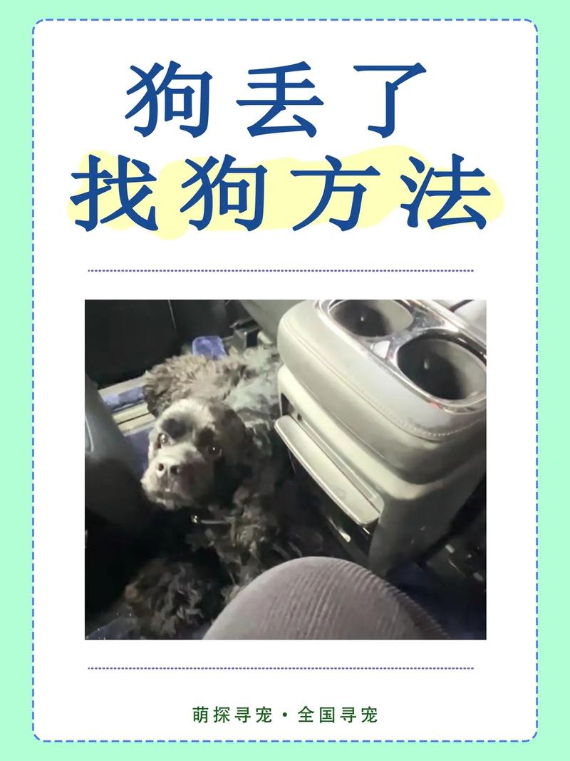 如何通过灵性,找回走失的小狗?