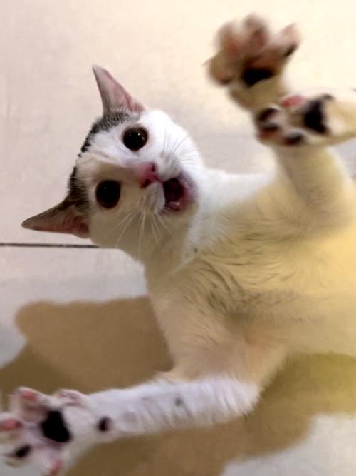 猫咪受到惊吓什么症状怎么办