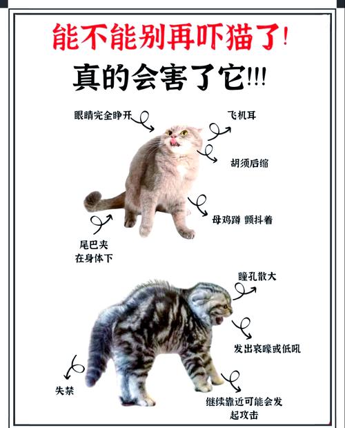 猫咪受到惊吓会自愈吗?