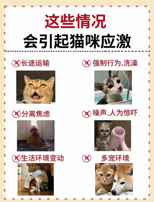 小猫受了惊吓,不吃不喝,怎么调理,才能让小猫有精神?