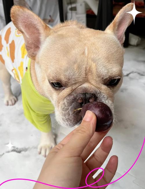 狗狗能不能吃西梅