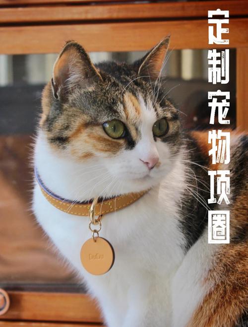 猫带项圈有什么影响吗