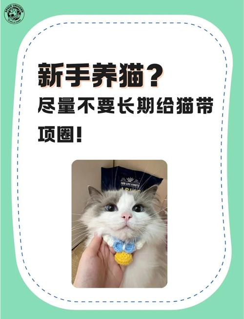 宠物医生建议:不要给猫咪戴项圈,可能会害死猫!
