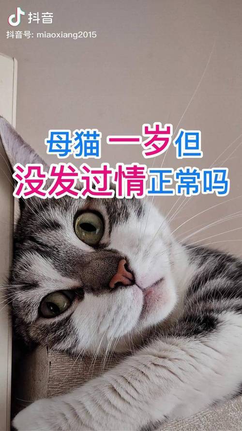 小猫咪发情,铲屎官们一定要提前知道哦～
