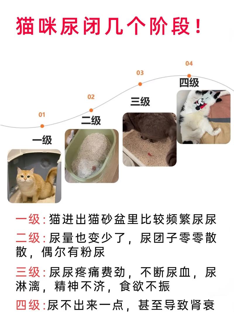猫喝枸杞水会尿闭吗