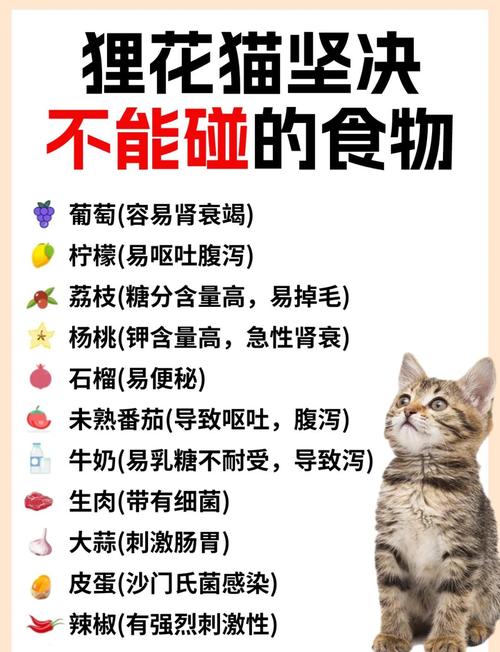 猫咪可以吃什么蔬菜