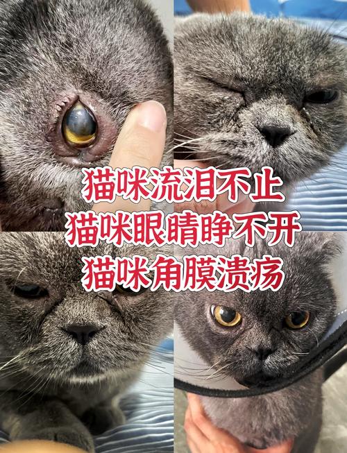 猫角膜炎怎么办