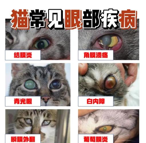 猫得了角膜炎怎么办?看这一篇就够了!