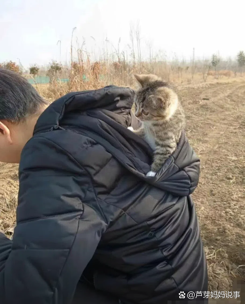 领养小猫咪回家过冬?