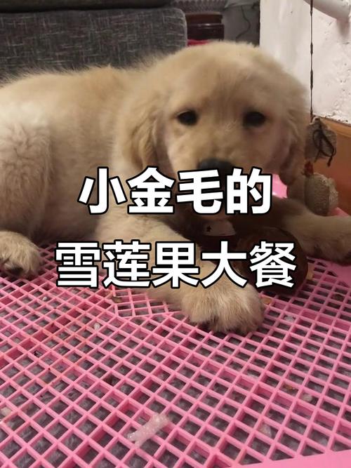 狗狗能吃雪莲果吗