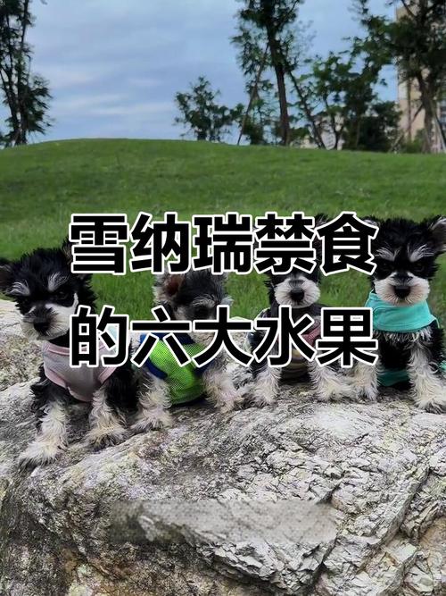 狗可以吃雪莲果吗