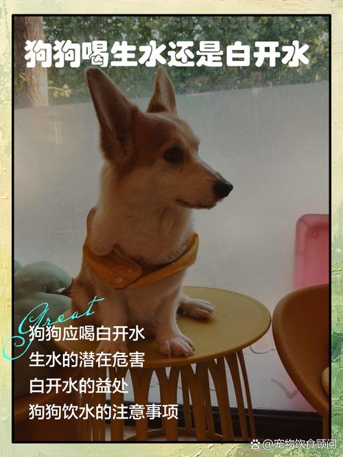狗狗喝冰水好吗