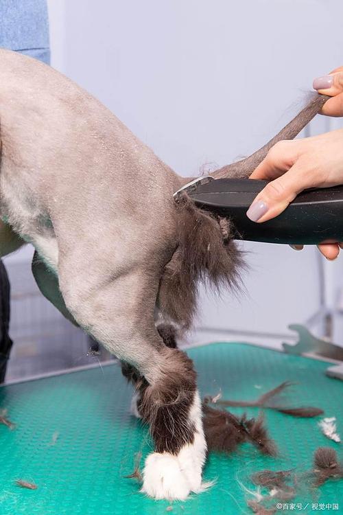 宠物店给猫剃毛多少钱?