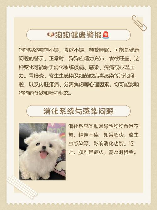 狗狗不吃东西但有精神