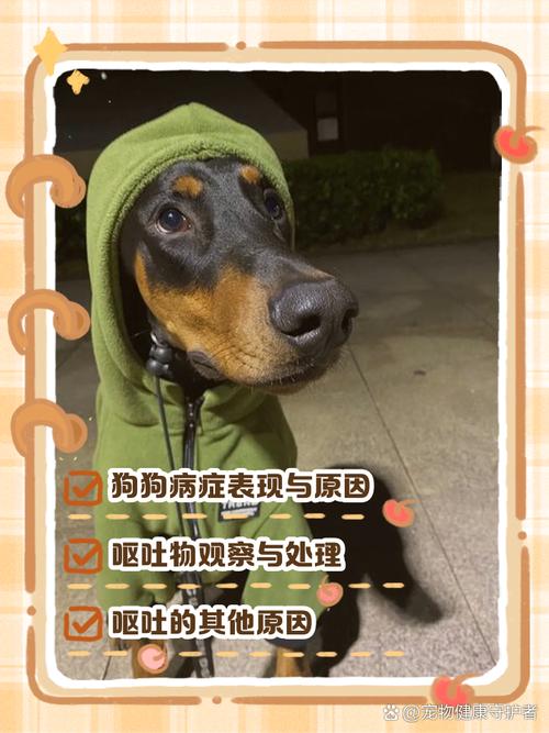 狗狗不吃东西但是精神很好?原因可能是这三点