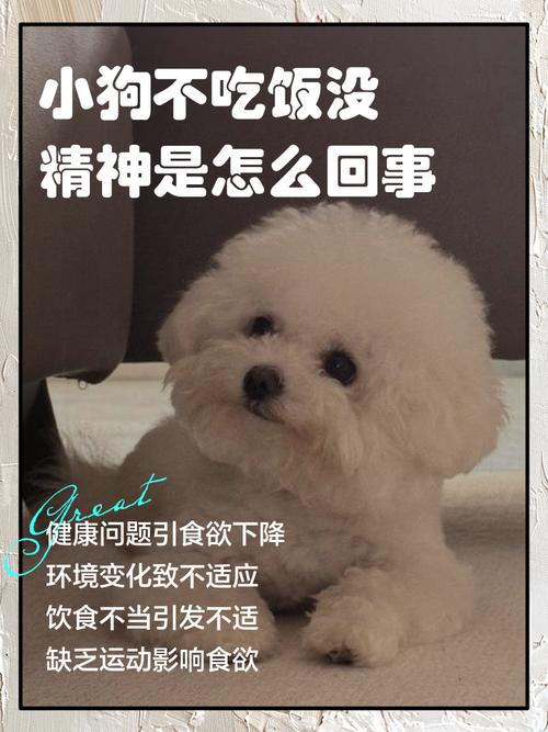 狗狗不吃饭但精神很好是怎么回事?