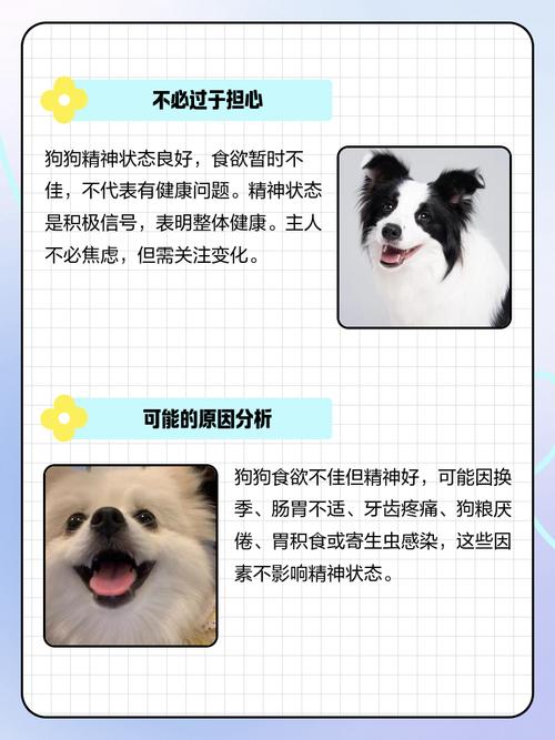 狗狗不吃东西但精神很好怎么办?