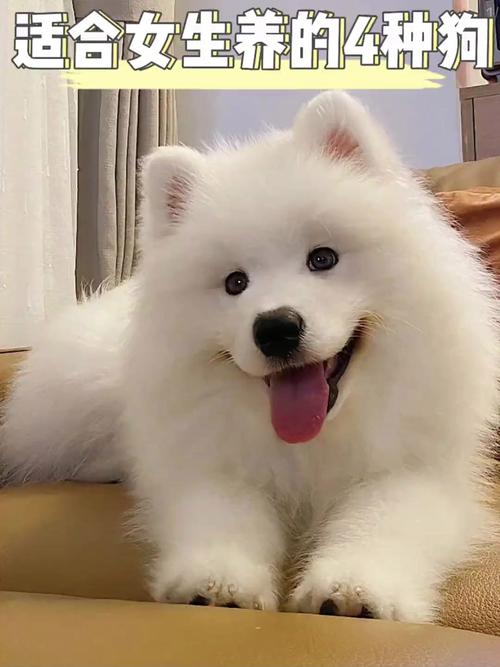 什么狗狗长不大又可爱