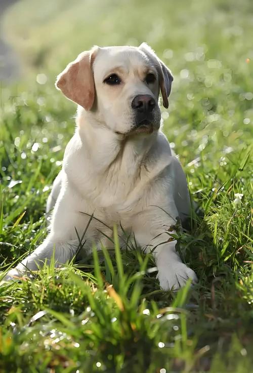 最可爱的十种狗狗品种