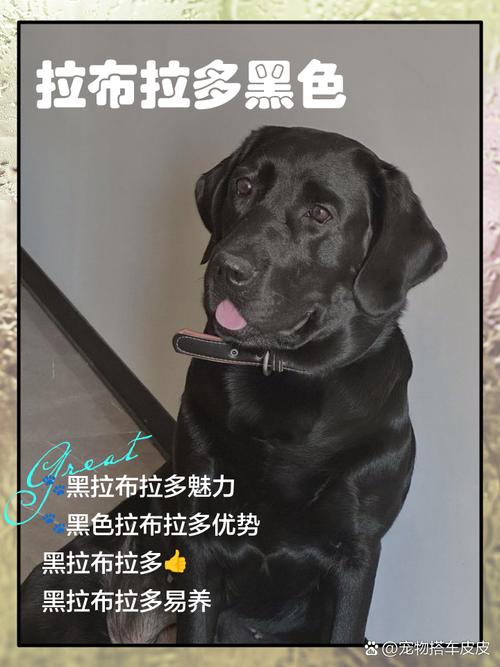 黑色狗狗取霸气的名字大全