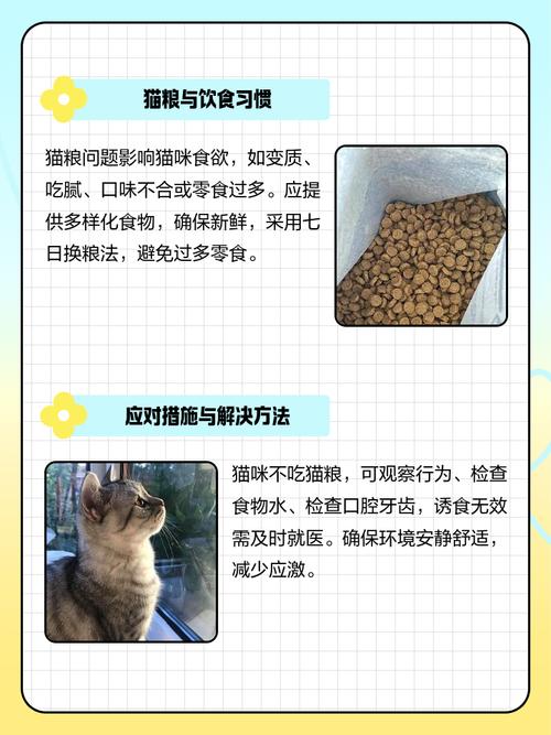 六个月的猫不吃猫粮怎么办?