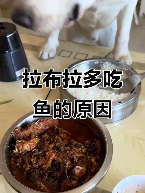 狗狗为什么总吃鱼