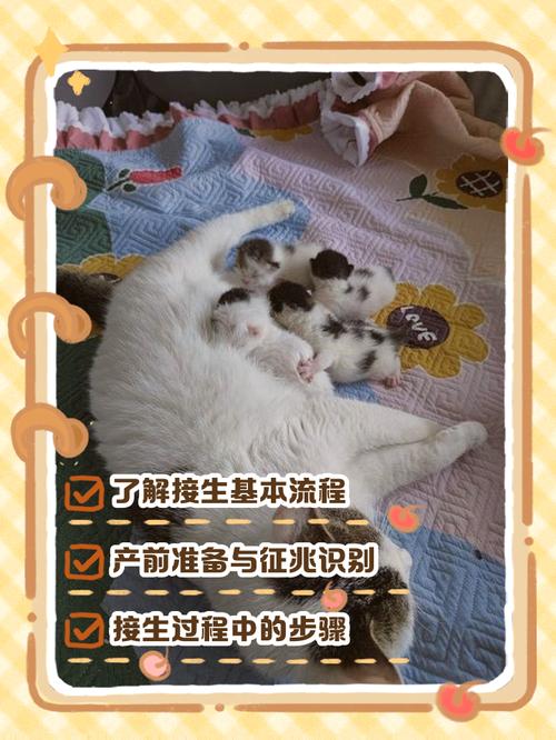 如何给猫咪接生?