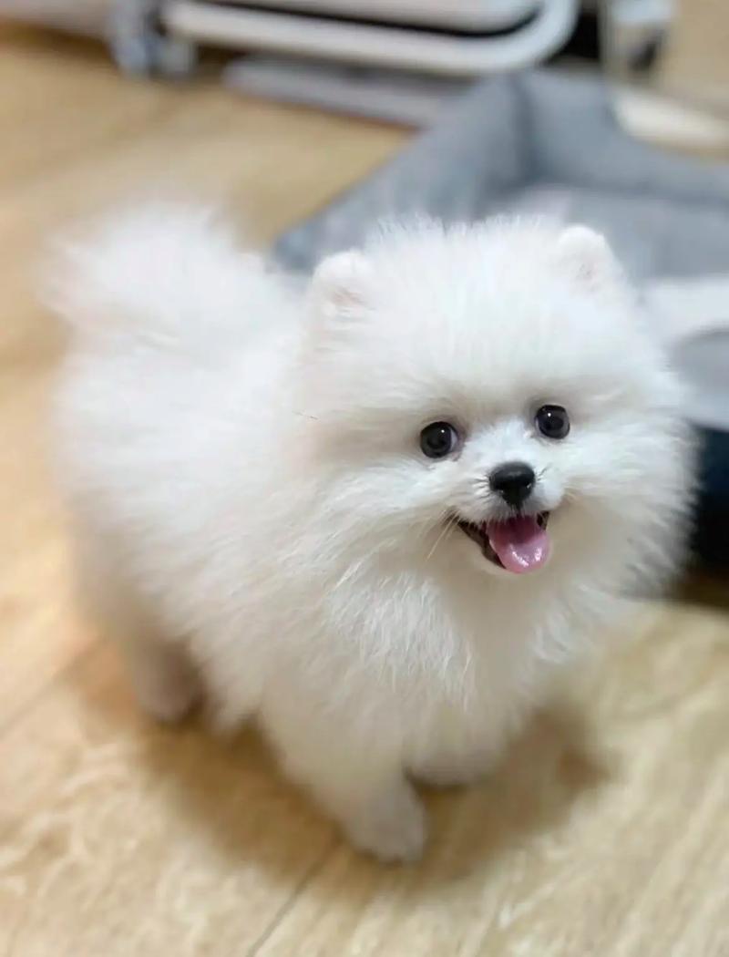 狗滴耳液什么牌子好,狗狗洁耳液哪个牌子好