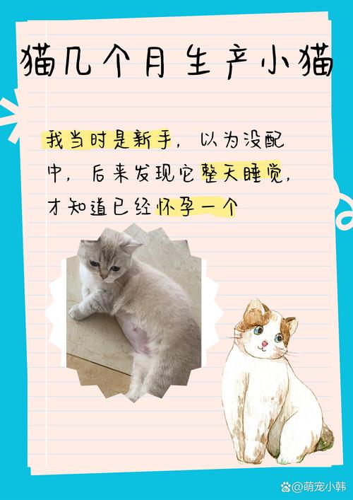 母猫几个月可以生小猫