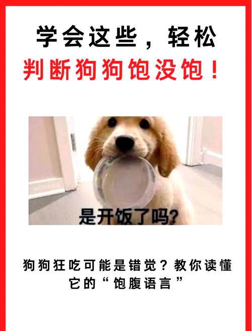 go狗粮:肉眼判断狗狗吃饱的几种表现,铲屎官可别喂撑了啊!