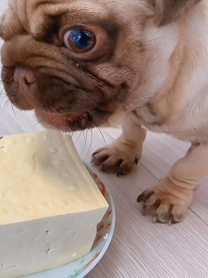 四个月的小狗可以吃豆腐吗