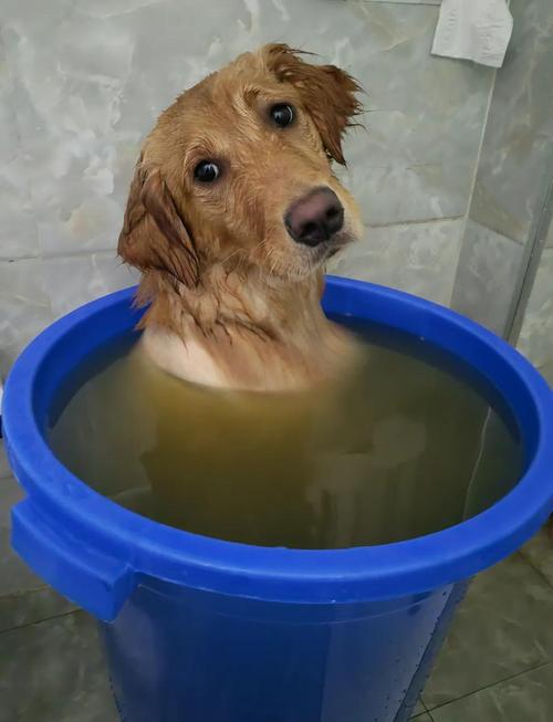 狗狗洗澡加碘伏正确方法