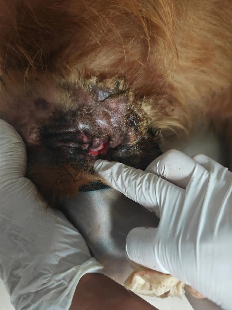 狗狗身上皮肤破了可以用碘伏擦擦吗