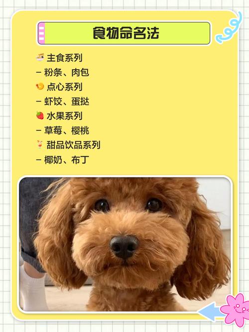 灰色泰迪起什么名字好?