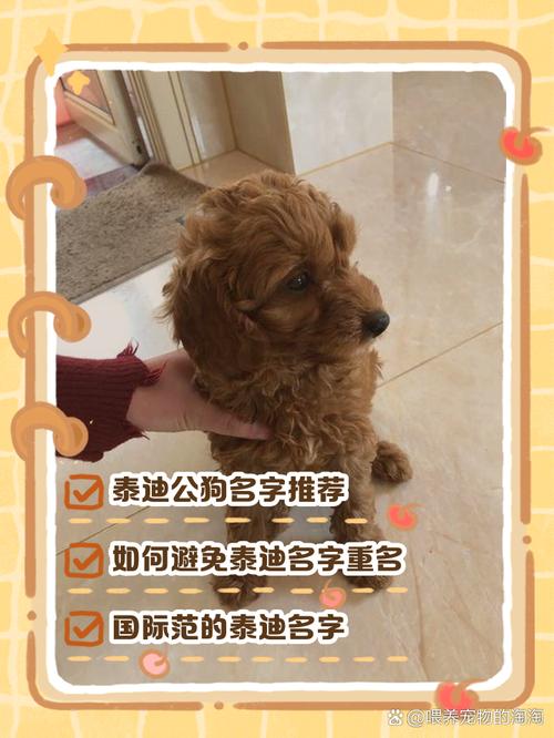 灰泰迪公的小狗叫什么名字好