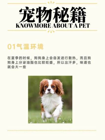 教你如何去除家里的狗狗“尿骚味”